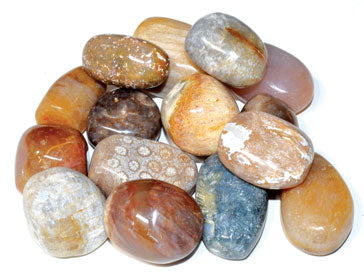 Fossilized Coral Polished