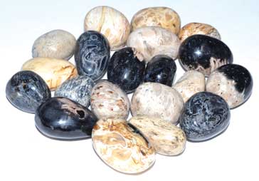 Fossilized Palam Root Polished